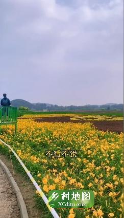 昌平七孔桥花海正常开放，现场扫码免费入园2_乡村地图网