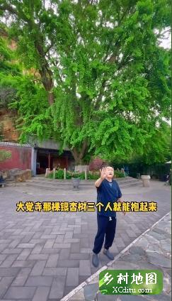 平谷银杏山庄，这的景色没治了，适合露营帐篷，团建过了特殊时期一定来打卡3_xcditu.com