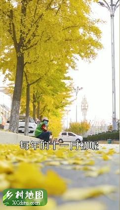 记得来诸城和平街看银杏叶～ 1_xcditu.com